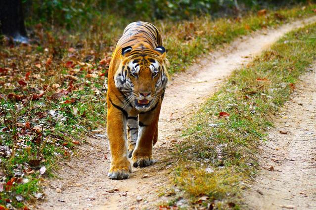 Kanha Tiger Reserve